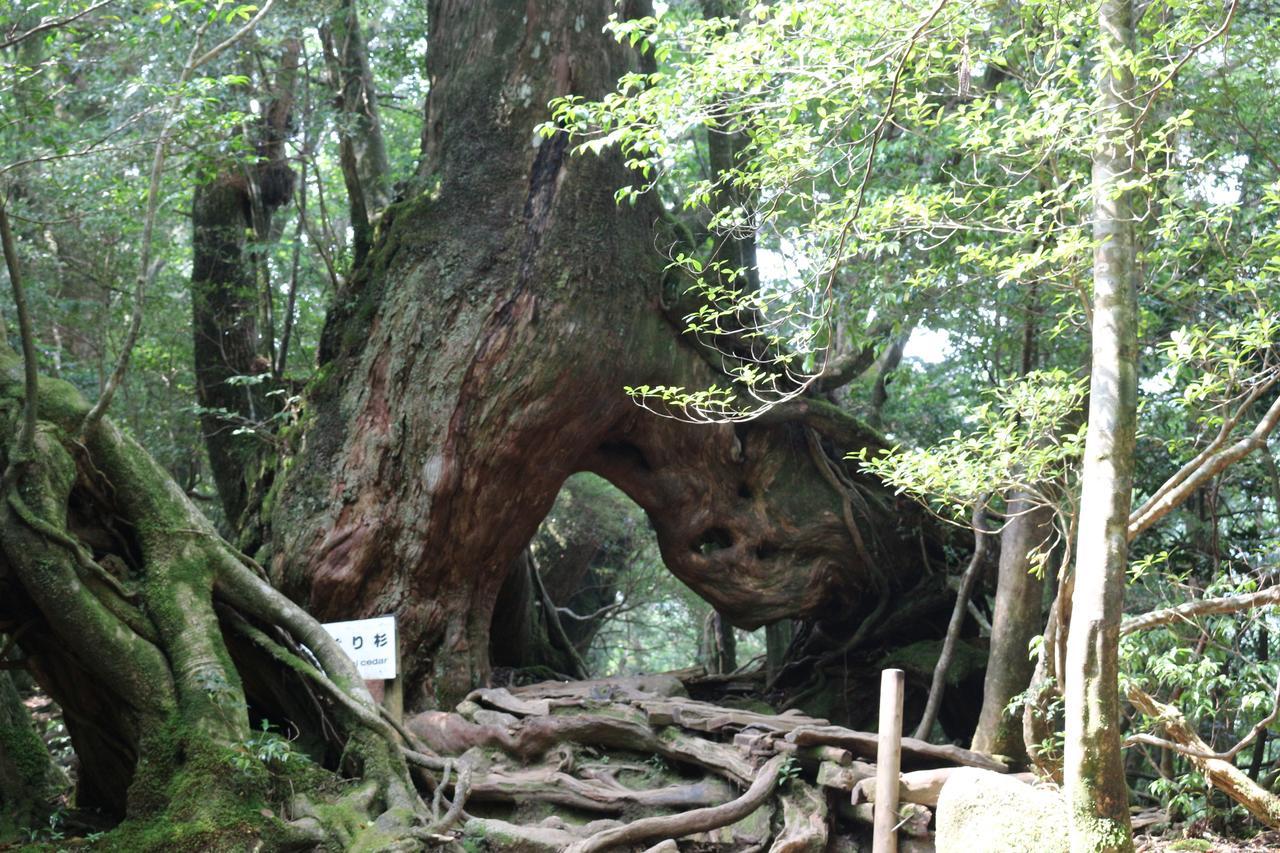 Cottage Yakusugi House Yakushima  Exterior photo